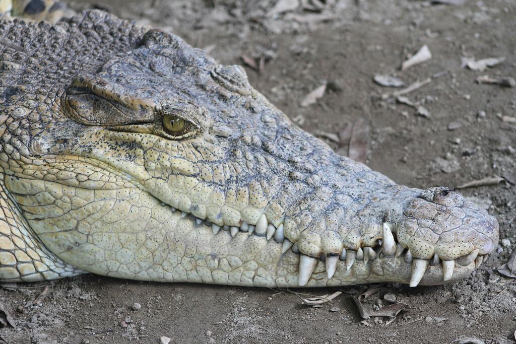 Parc Crocodile de Bazoulé: Where Legends Live Beside the Nile Crocodile, Burkina Faso